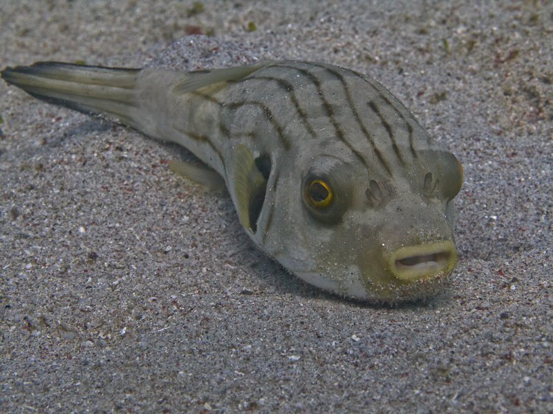 Boxfish, Sabang Wreck